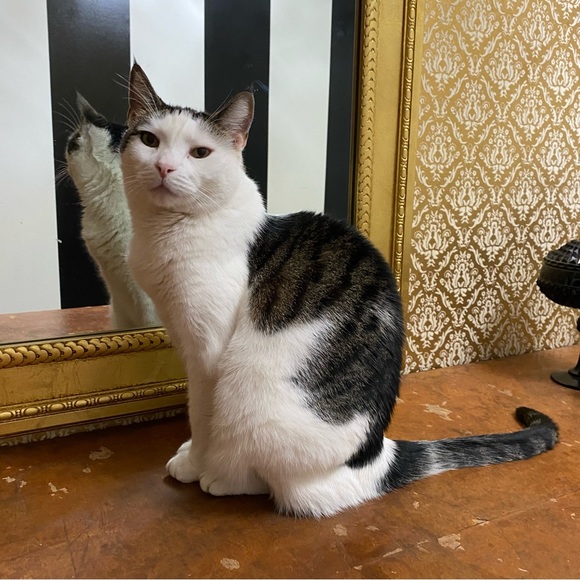 💗The Furry Freeloaders Stanley, Frazier, Greyson, Dottie and Fred! 💗 - Picture 3 of 6